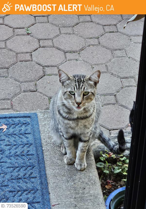 Found/Stray Male Cat last seen Tuolumne St., River View, and Mitchell Ct., Vallejo, CA 94589