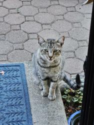 Found/Stray Male Cat last seen Tuolumne St., River View, and Mitchell Ct., Vallejo, CA 94589
