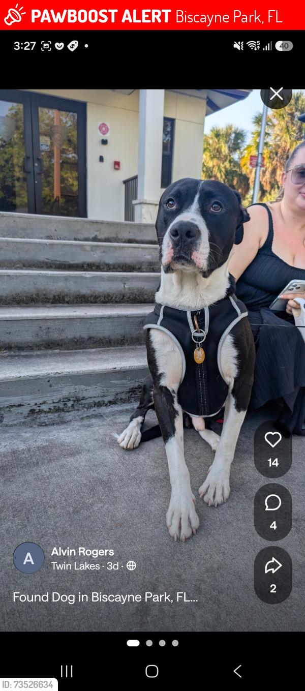 Lost Male Dog last seen No idea, Biscayne Park, FL 33161