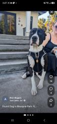 Lost Male Dog last seen No idea, Biscayne Park, FL 33161
