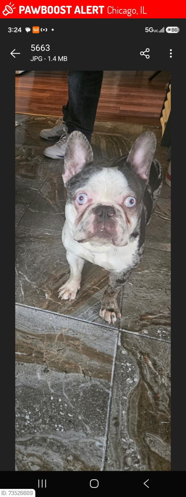 Lost Male Dog last seen Near w Washington Boulevard, Chicago, IL 60612
