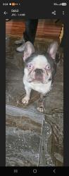 Lost Male Dog last seen Near w Washington Boulevard, Chicago, IL 60612