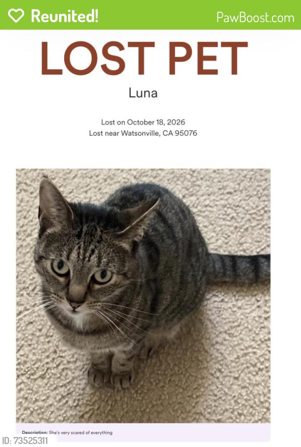 Reunited Female Cat last seen Lighthouse, Watsonville, CA 95076