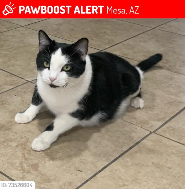 Lost Male Cat last seen Near E Baywood Ave, Mesa, AZ 85204