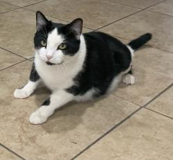 Lost Male Cat last seen Near E Baywood Ave, Mesa, AZ 85204