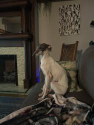 Lost Male Dog last seen Fourth and Berry, Dayton, KY 41074