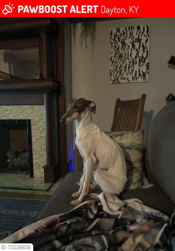 Lost Male Dog last seen Fourth and Berry, Dayton, KY 41074