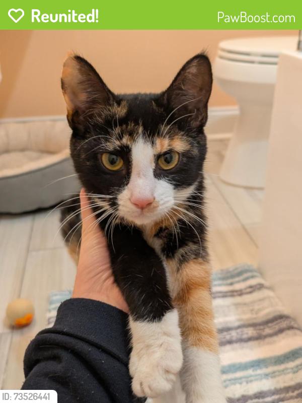 Reunited Female Cat last seen Providence Rd & Folger Dr, Charlotte, NC 28226