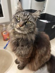 Reunited Female Cat last seen Campo Bello, Phoenix, AZ 85032