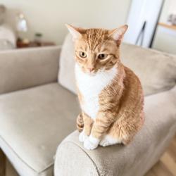Reunited Female Cat last seen Near Brookside Lane, Seven Fields, PA, USA, Seven Fields, PA 16046