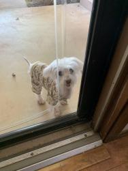 Found/Stray Unknown Dog last seen Santa Fe /Edmond Rd, Edmond, OK 73003