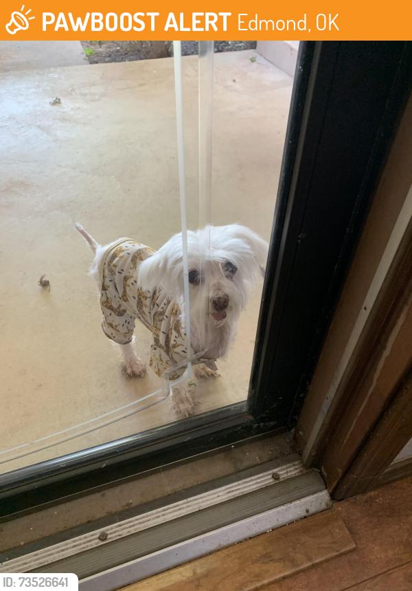 Found/Stray Unknown Dog last seen Santa Fe /Edmond Rd, Edmond, OK 73003