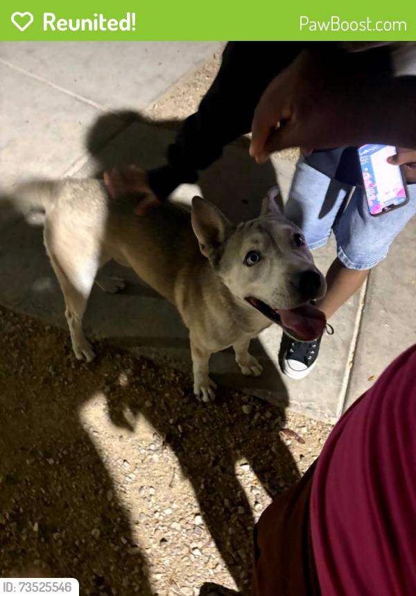 Reunited Male Dog last seen Pecos and owens, North Las Vegas, NV 89030