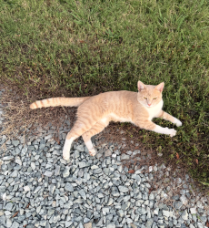Found/Stray Male Cat last seen Independence Park apmts, Durham, NC 27704