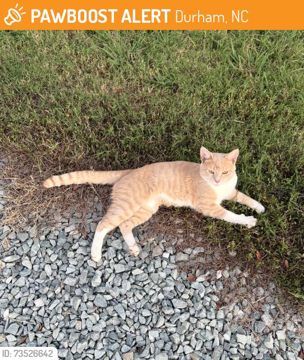 Found/Stray Male Cat last seen Independence Park apmts, Durham, NC 27704
