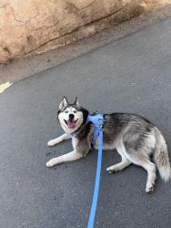 Reunited Female Dog last seen Near Catawba Ave, Fontana, CA 92335, USA, Fontana, CA 92335