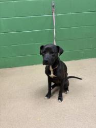 Shelter Stray Female Dog last seen Near Hwy 413, 29621, Anderson County, SC, 1320 US-29, Anderson, SC 29626, USA