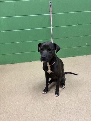 Shelter Stray Female Dog last seen Near Hwy 413, 29621, Anderson County, SC, 1320 US-29, Anderson, SC 29626, USA