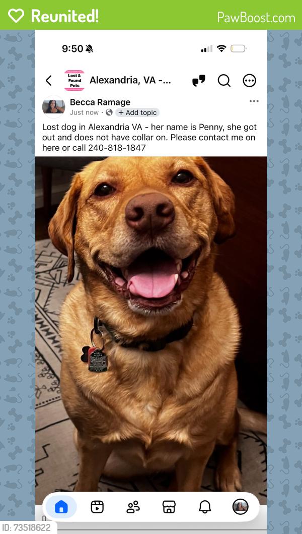 Reunited Female Dog last seen Fort hunt road, Alexandria VA, Alexandria, VA 22314