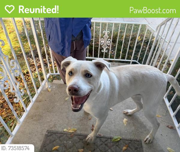 Reunited Female Dog last seen Crescent Ln and 12th St by John Adam’s School, Rochester, MN 55901