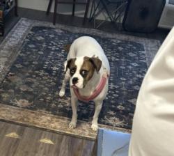 Shelter Stray Female Dog last seen Near GRANBURY RD, South District, TX, 355 Hillshire Dr, Haslet, TX 76052, USA