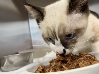 Shelter Stray Female Cat last seen Near 101st Court VLE, Vero Beach, FL, 6230 77th St, Vero Beach, FL 32967, USA