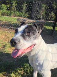 Shelter Stray Female Dog last seen Near Daleview Way SW, Atlanta, GA, 1251 Fulton Industrial Blvd NW, Atlanta, GA 30336, USA