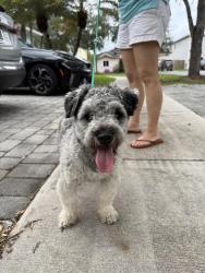 Found/Stray Male Dog last seen hmstd, Homestead, FL 33030