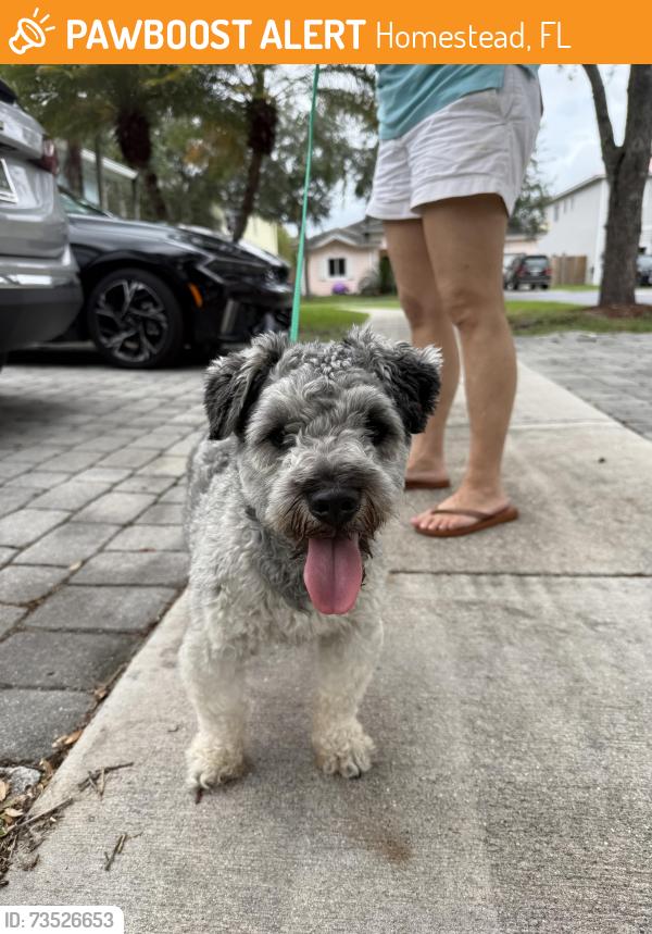 Found/Stray Male Dog last seen hmstd, Homestead, FL 33030
