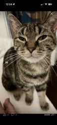 Lost Male Cat last seen Fairfield way Montgomery, Montgomery, IL 60538