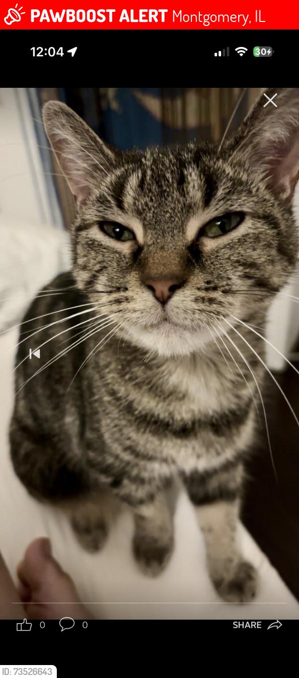 Lost Male Cat last seen Fairfield way Montgomery, Montgomery, IL 60538