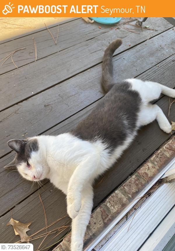 Found/Stray Male Cat last seen Near Tennessee circle, Seymour, TN 37865