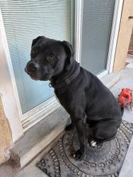Reunited Male Dog last seen McMahon near Fineland, Albuquerque, NM 87114