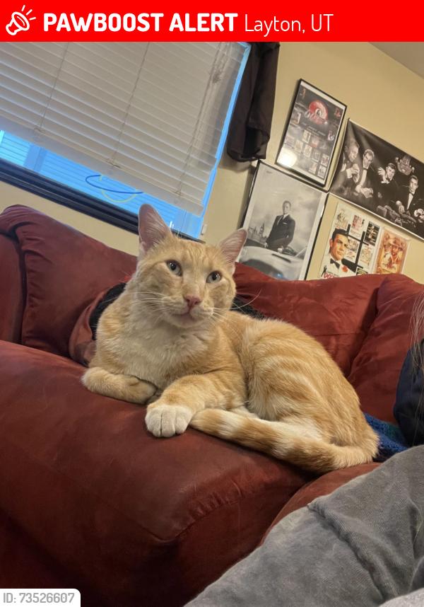 Lost Male Cat last seen Chelsie meadows park, Layton, UT 84041
