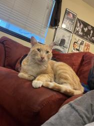 Lost Male Cat last seen Chelsie meadows park, Layton, UT 84041