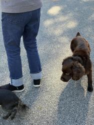 Reunited Male Dog last seen Pelham Rd and Woodberry near Summerplace and Woodberry neighborhoods, Greer, SC 29650