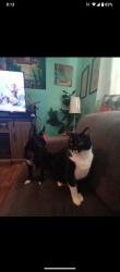 Lost Male Cat last seen Ernst Rd, New Port Richey, FL 34653