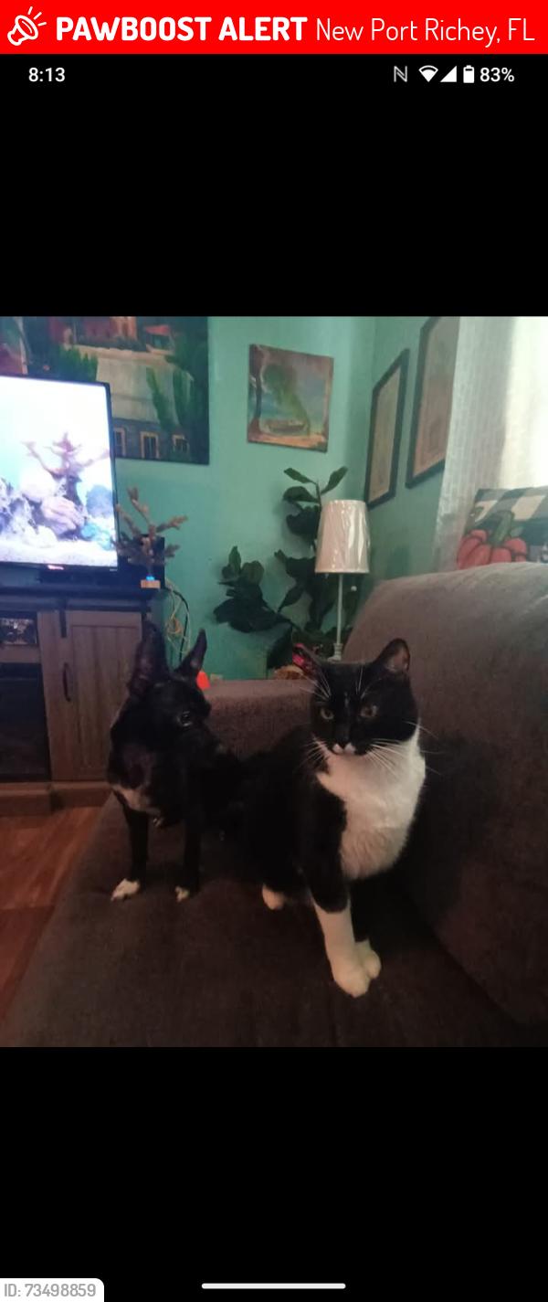 Lost Male Cat last seen Ernst Rd, New Port Richey, FL 34653