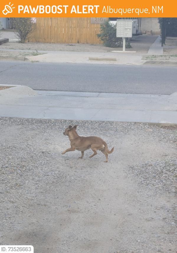 Found/Stray Unknown Dog last seen Cornell and silver, Albuquerque, NM 87106