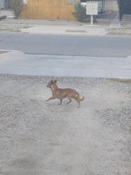 Found/Stray Unknown Dog last seen Cornell and silver, Albuquerque, NM 87106