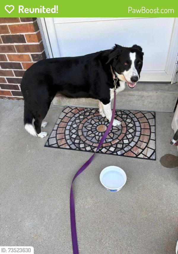 Reunited Female Dog last seen Sedan and Franru, St. Louis, MO 63125