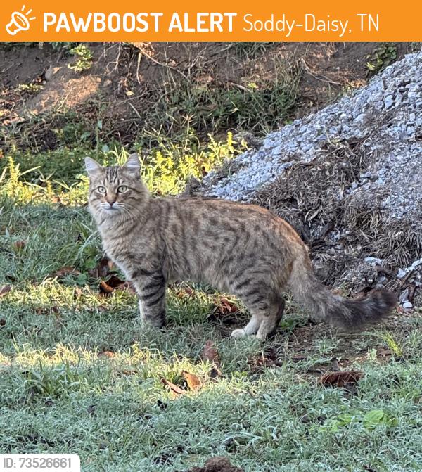 Found/Stray Unknown Cat last seen In between Karen Drive and E Walden Cir, Soddy-Daisy, TN 37379