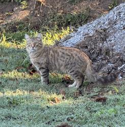 Found/Stray Unknown Cat last seen In between Karen Drive and E Walden Cir, Soddy-Daisy, TN 37379