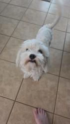 Found/Stray Female Dog last seen Spring cypress, Tomball, TX 77377