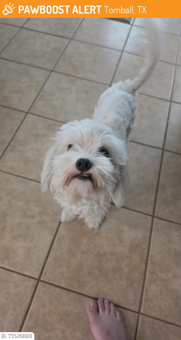 Found/Stray Female Dog last seen Spring cypress, Tomball, TX 77377