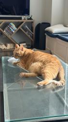 Reunited Male Cat last seen Near Kerrwood Ln, Houston, TX 77080, USA, Houston, TX 77080