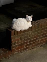Lost Male Cat last seen Kelly at lamplighter rd, Mount Holly, NC 28120