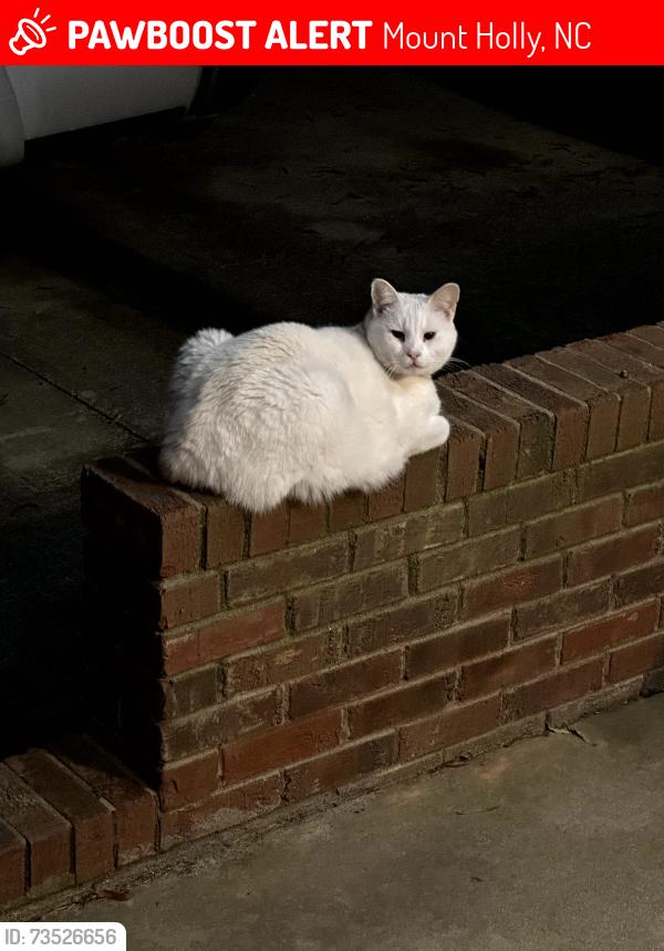Lost Male Cat last seen Kelly at lamplighter rd, Mount Holly, NC 28120