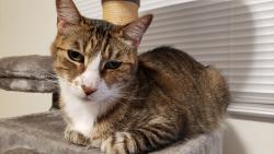 Lost Male Cat last seen Smalley Ave, Hayward, CA 94541