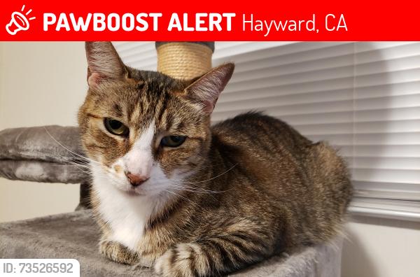 Lost Male Cat last seen Smalley Ave, Hayward, CA 94541